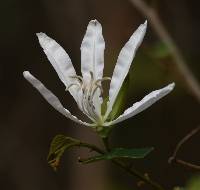 Image of Bauhinia aculeata