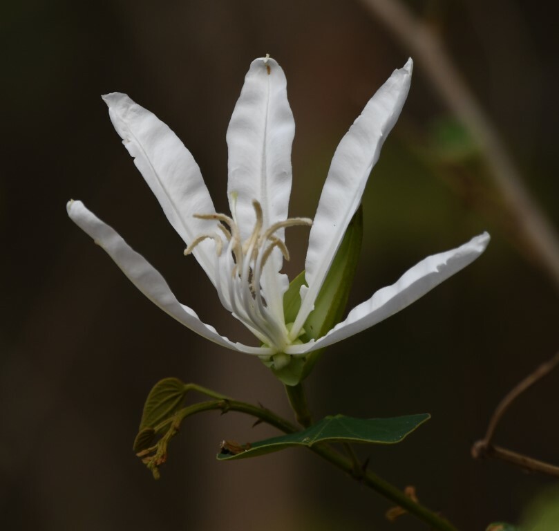 Bauhinia aculeata image