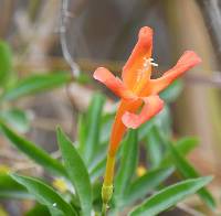 Bignonia longiflora image