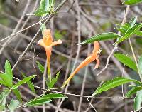 Bignonia longiflora image