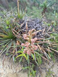 Puya parviflora image