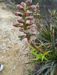 Puya parviflora image