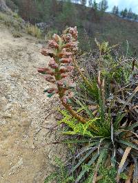 Puya parviflora image