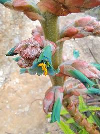 Puya parviflora image