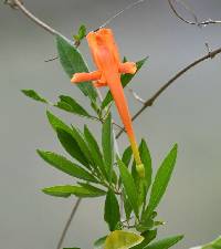 Bignonia longiflora image