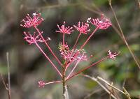 Vasconcellea parviflora image