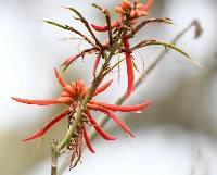 Erythrina smithiana image