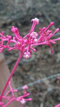 Image of Vasconcellea parviflora