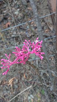 Vasconcellea parviflora image