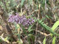 Valeriana microphylla image