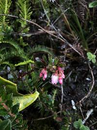 Vaccinium floribundum image