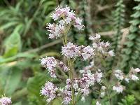 Valeriana microphylla image