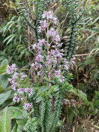 Valeriana microphylla image