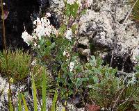 Image of Gaultheria myrsinoides