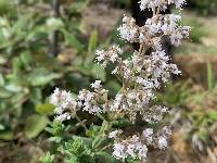 Valeriana microphylla image