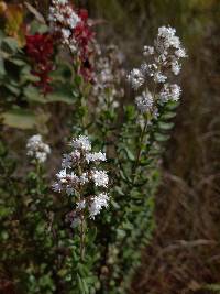 Valeriana microphylla image