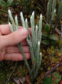 Lycopodium vestitum image