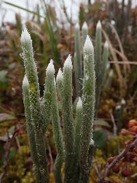 Lycopodium vestitum image