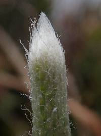 Lycopodium vestitum image