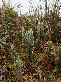 Lycopodium vestitum image