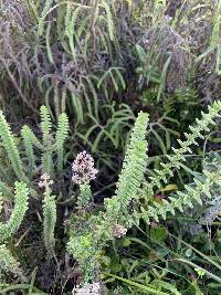 Valeriana microphylla image