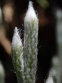 Lycopodium vestitum image