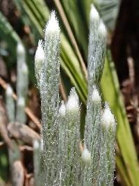 Lycopodium vestitum image