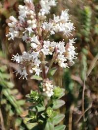 Valeriana microphylla image