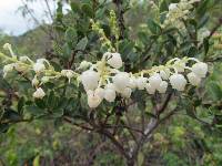 Gaultheria myrsinoides image