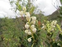 Gaultheria myrsinoides image