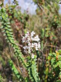 Valeriana microphylla image