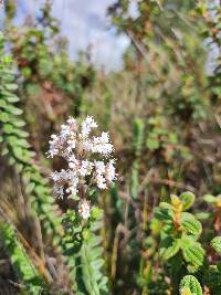 Valeriana microphylla image