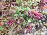 Vaccinium floribundum image