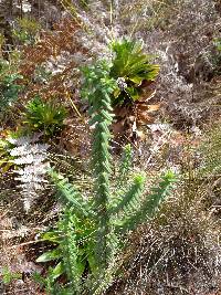 Valeriana microphylla image