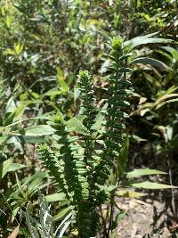 Valeriana microphylla image