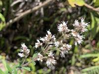 Valeriana microphylla image