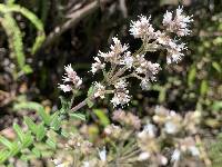 Valeriana microphylla image