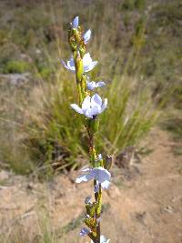 Orthrosanthus chimboracensis image