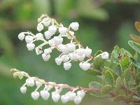 Gaultheria myrsinoides image