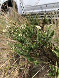 Valeriana microphylla image