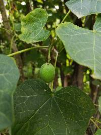 Jatropha curcas image