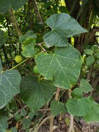 Jatropha curcas image