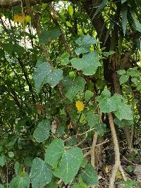 Jatropha curcas image