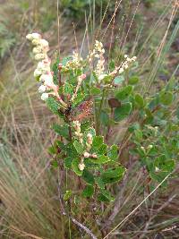 Gaultheria myrsinoides image