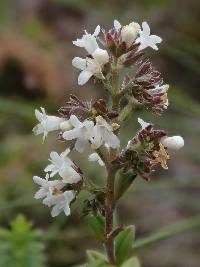 Valeriana microphylla image