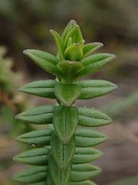 Valeriana microphylla image