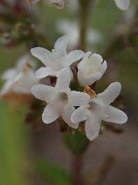 Valeriana microphylla image