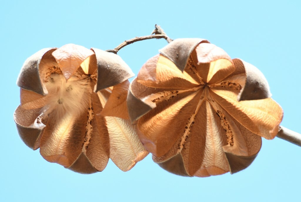 Cochlospermum image