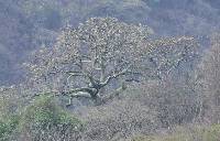 Ceiba trischistandra image