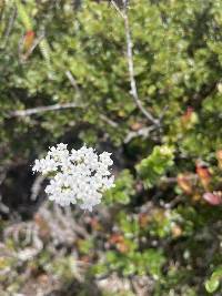 Valeriana microphylla image